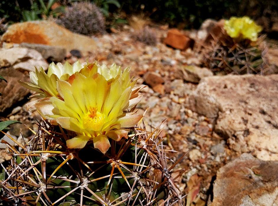 13450912_10153814246549315_6702186184113669003_n