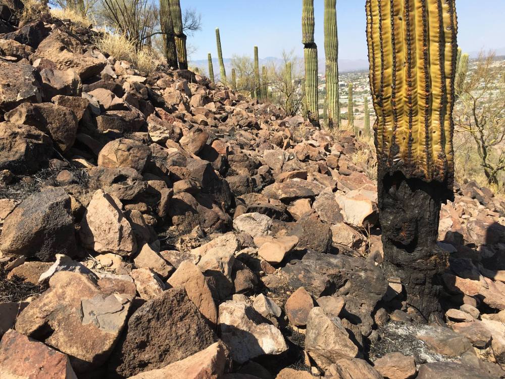 19693845_10154926744674315_6332987023622227282_o