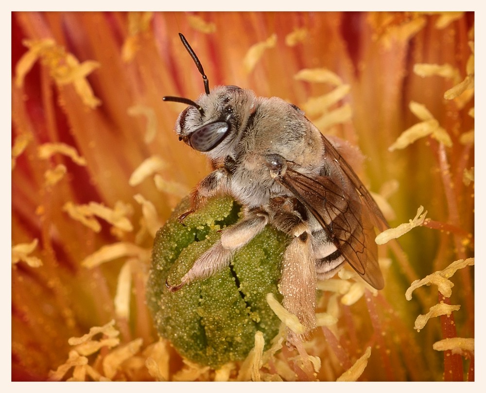 cactus_bee_in_flower.jpg