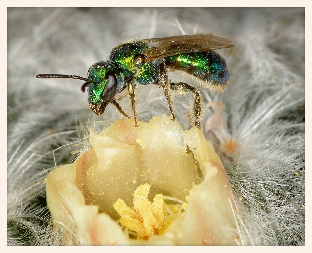 mammillaria-cactus-and-sweat-bee_31521393986_o.jpg