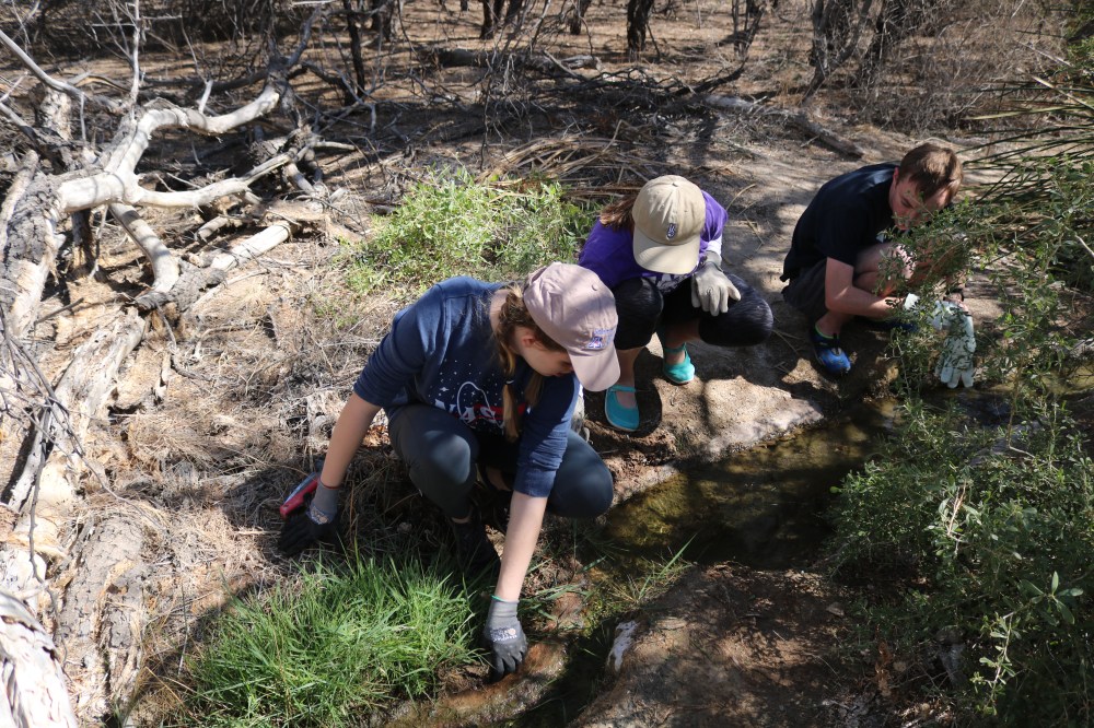 13 looking for turtles