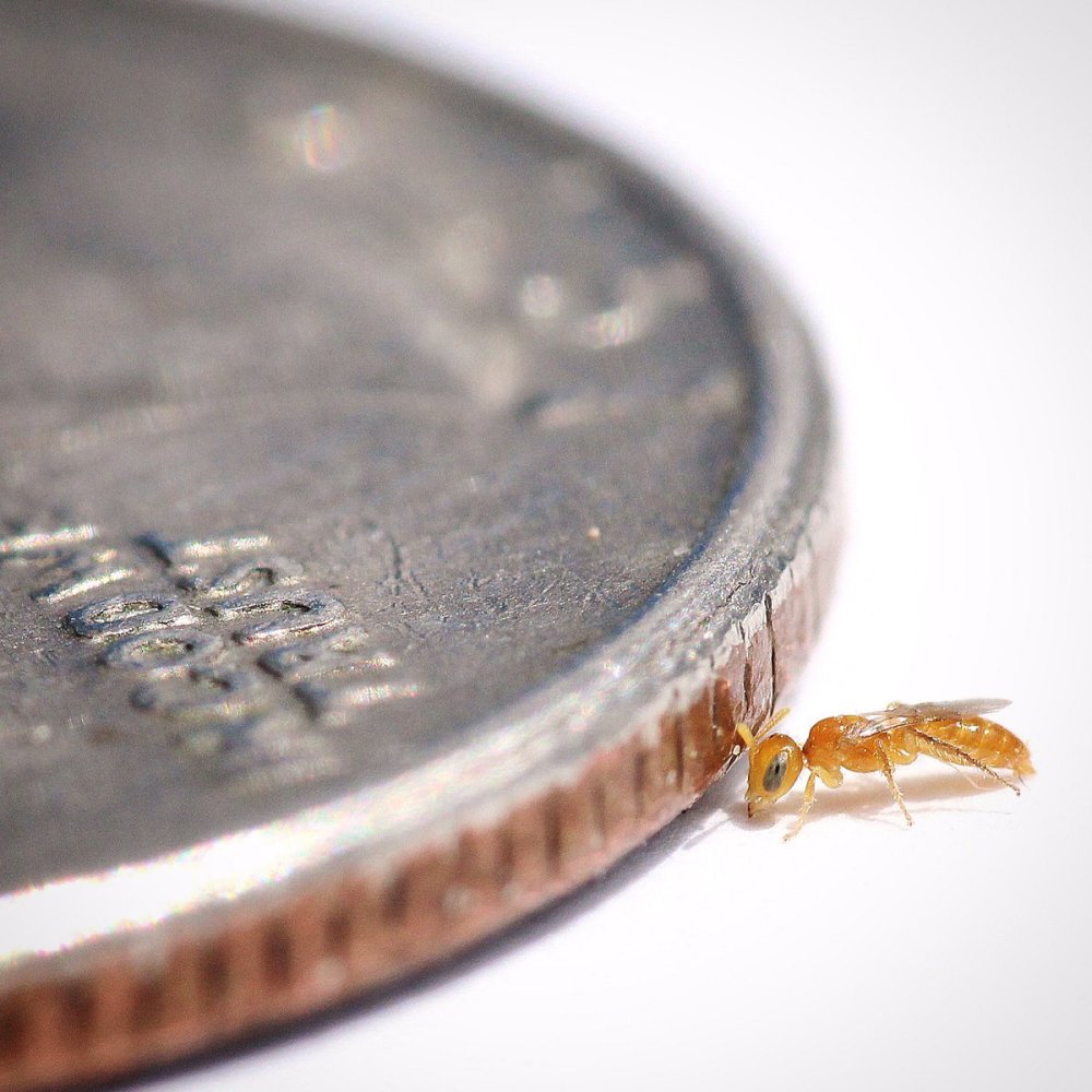 Perdita minima_Twitter_beesinyourbackyard