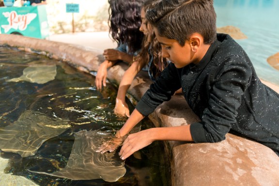 Stingray_Touch_VisitTucson (5)
