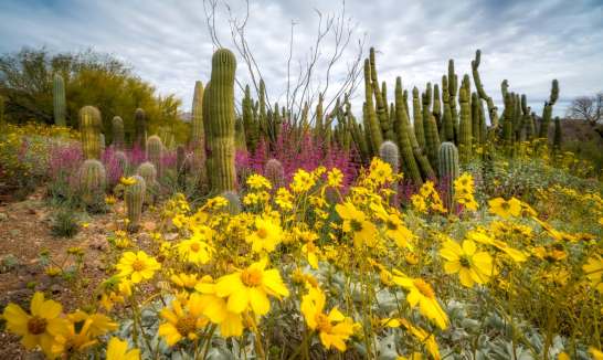 Cactus-Garden_Jay_Pierstorff