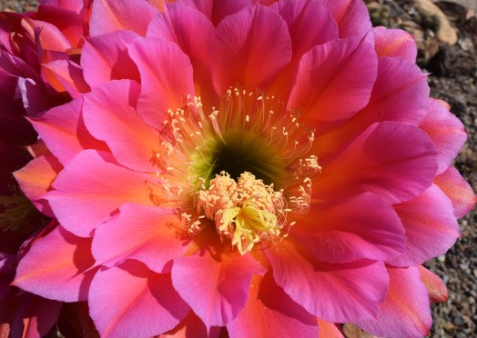 Lauren_Belcher_04233019