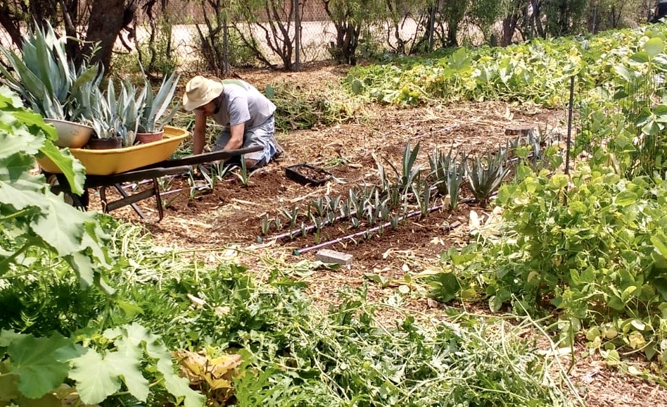 A man in a t-shirt, blue jeans, and a hat plants rows of agave plants of various sizes at Mission Gardens. 