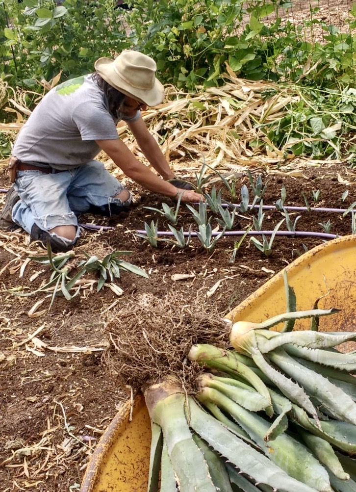 A man in a t-shirt, blue jeans, and a hat plants rows of agave at the Mission Garden.