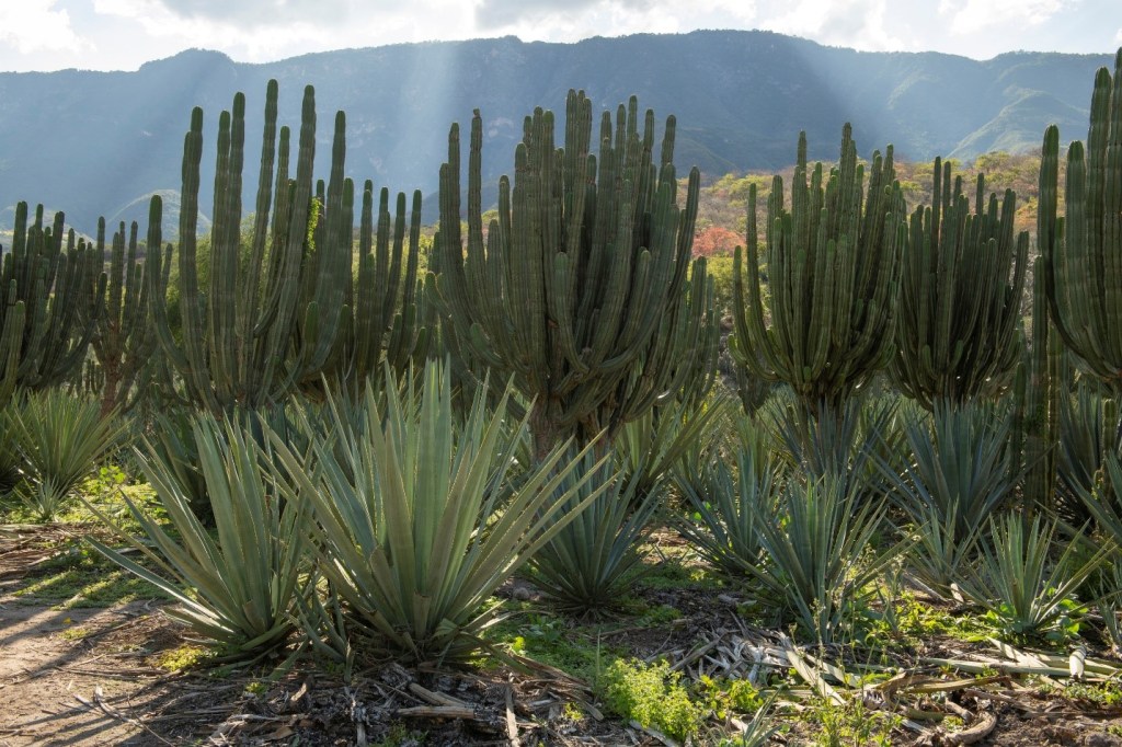 This photo shows intercropping of agave and columnar cacti near Las Canoas in Jalisco, Mexico. 