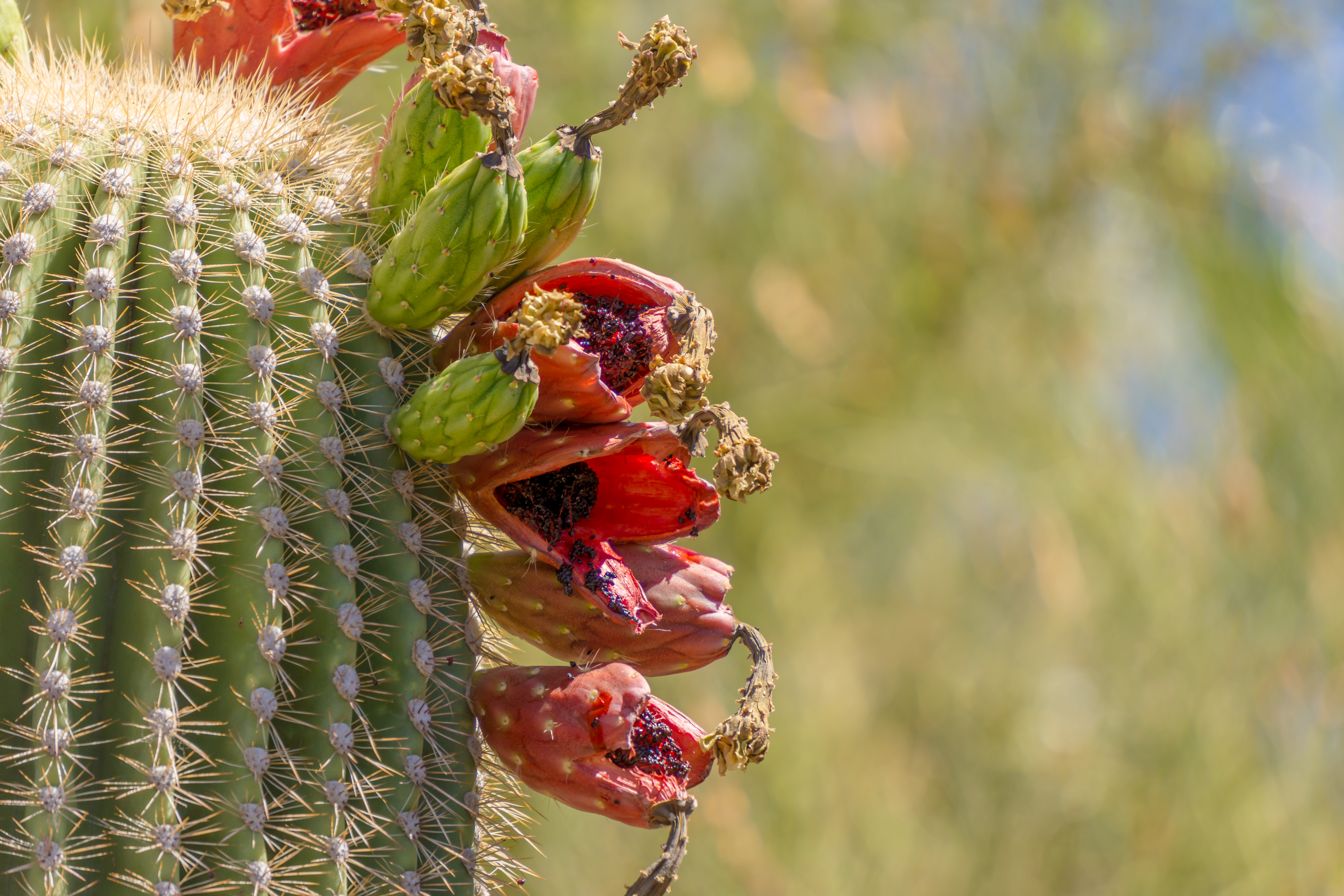 Caruto Saguaro Cactus Fruit on Side – Desert Diaries