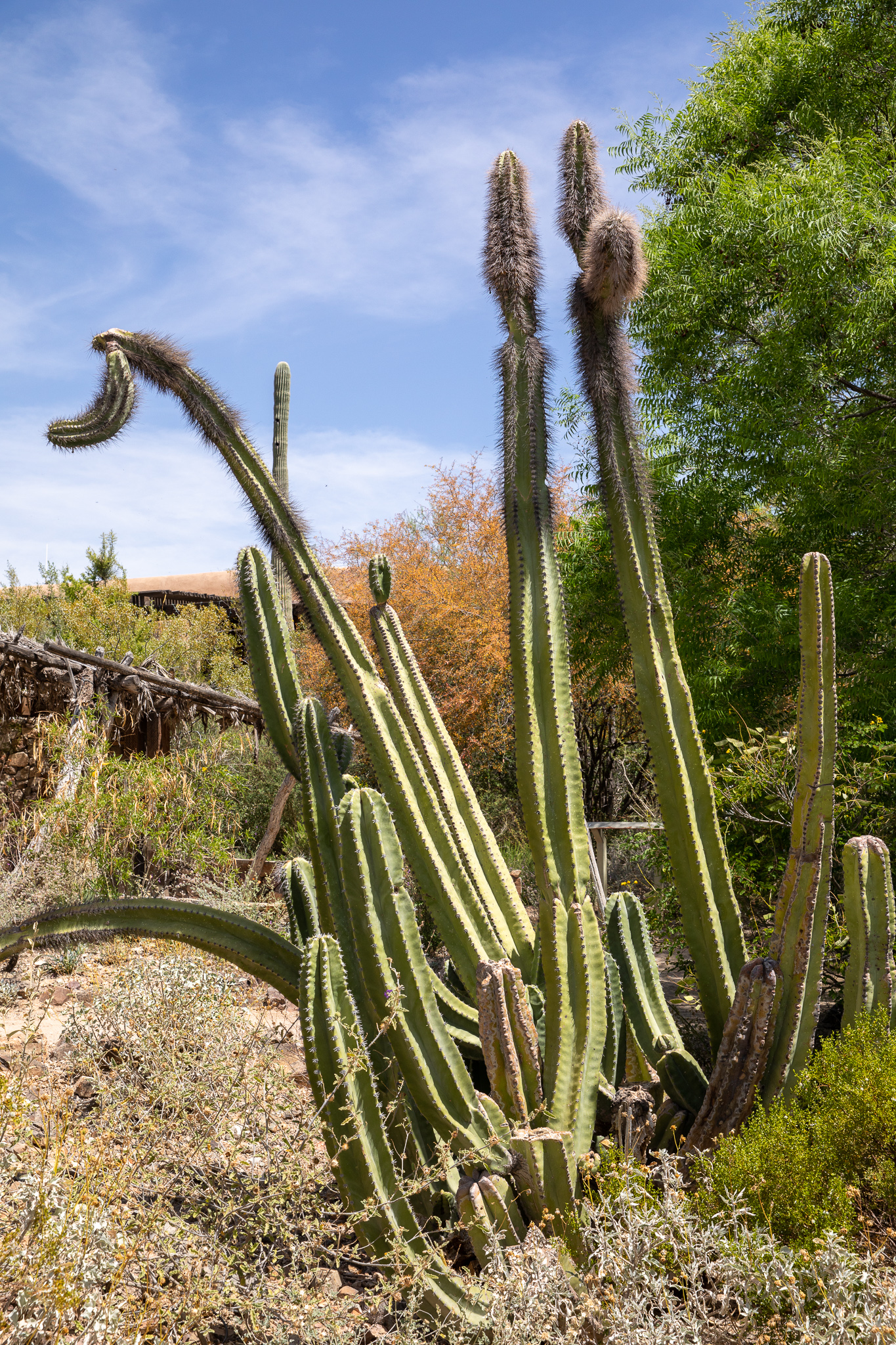 Charismatic Cacti Giants – Desert Diaries