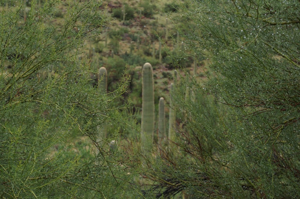 Two palo verde trees dripping with moisture frame several saguaros in a Sonoran Desert post-monsoon rain scene.