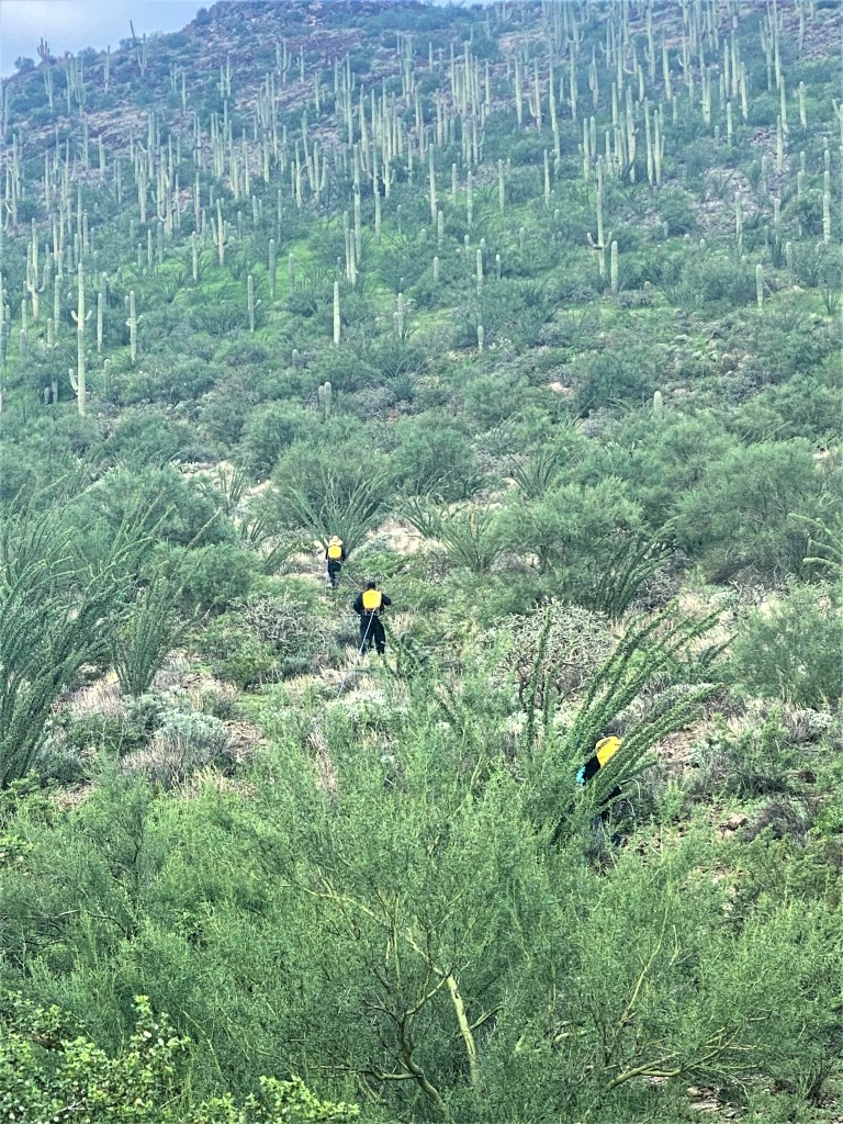Three people in yellow and black clothing are shown from a distance climbing up a steep hill that is covered in green buffelgrass as well as native Sonoran Desert plants. 