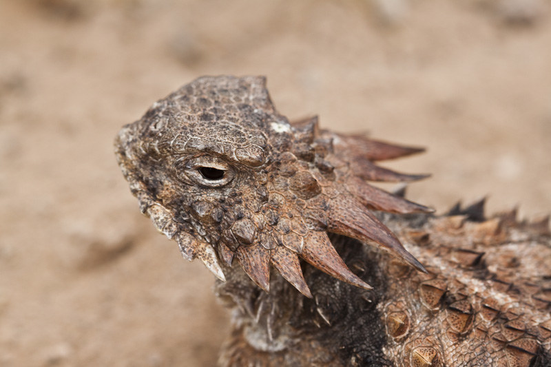 A close-up portrait of a horned lizard against a blurred desert floor background. 