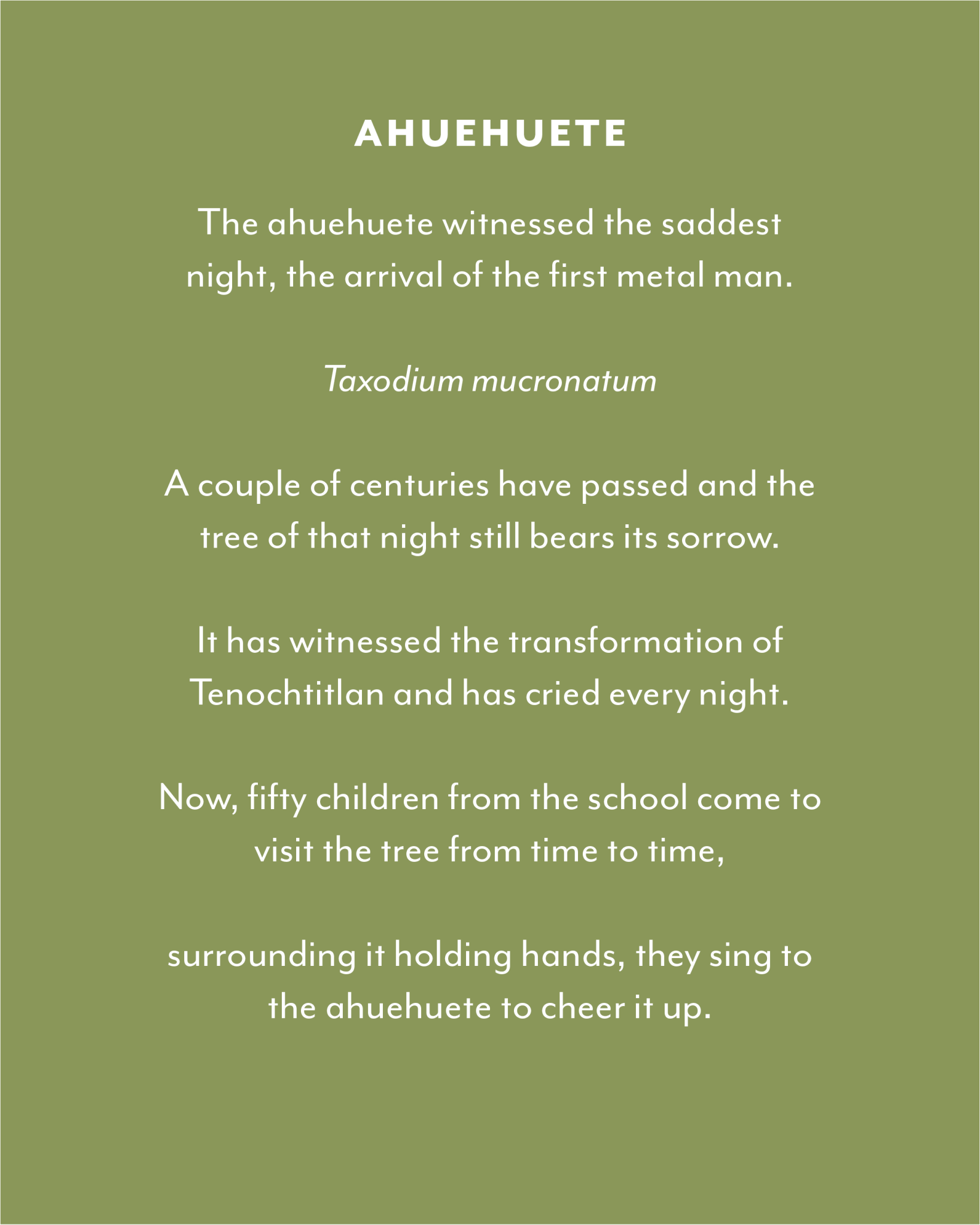 Ahuehuete: Taxodium mucronatum – Desert Diaries